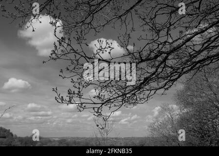 Jeunes feuilles de chêne contre un ciel de printemps, Walton Hill, Cent Banque D'Images