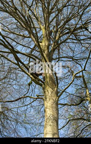 Aylesbury Vale, Buckinghamshire, Royaume-Uni. 1er mai 2021. Arrêtez les manifestants HS2 pour grimper sur les arbres dans les bois. L'immobilité est revenue dans l'ancienne forêt de Jones Hill Wood aujourd'hui, car HS2 a cessé de s'abattre à cause du week-end des vacances de mai. HS2 ont été l'abattage des hêtres dans l'ancienne forêt de Jones Hill Wood, bien qu'il soit la saison de nidification des oiseaux et que les rares chauves-souris de Barbastelle sont connus pour rôder dans les bois. Les bois auraient inspiré l'auteur local Roald Dahl à écrire le roman populaire pour enfants, le fantastique M. Fox. Crédit : Maureen McLean/Alay Banque D'Images