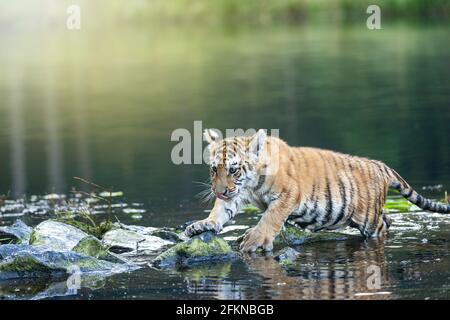 Mignon tigre du Bengale est debout sur la pierre dans le lac. Horizontalement. Banque D'Images