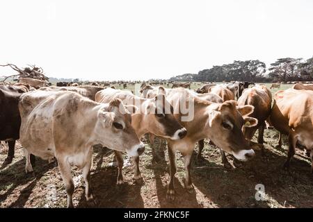 vaches de jersey dans une ferme laitière Banque D'Images
