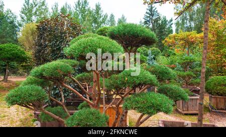 Technique de Niwaki pour couper les conifères. Le pin de montagne bonsaï comme exemple de l'art topiaire. Système d'irrigation goutte-à-goutte pour les arbres dans une pépinière. Banque D'Images