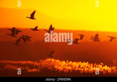 Oies des neiges quittant la roôte à l'aube Anser caerulescens Bosque del Apache NWR Nouveau-Mexique, États-Unis BI002264 Banque D'Images