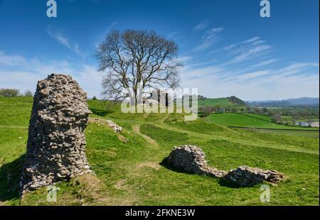 Un arbre isolé à côté des ruines du château de Dryslwyn, Dryslwyn, Carmarthenshire Banque D'Images