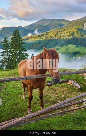 Le cheval se grise dans un pâturage de montagne où, après la pluie, les pâturages verts dans la zone alpine des Carpates sont couverts d'une mer de brouillard. Banque D'Images