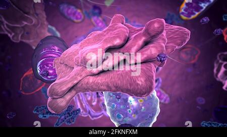 Organelles à l'intérieur de l'eucaryote, se concentrer sur l'appareil de golgi - illustration 3d Banque D'Images