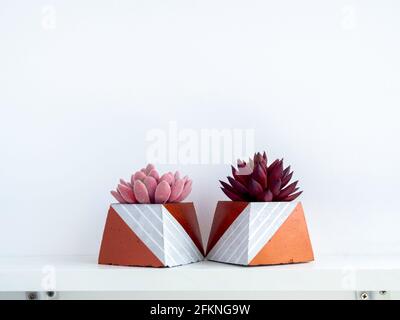 Pots en béton de bricolage, forme pyramidale avec plantes succulentes rose et rouge sur une étagère en bois blanc sur fond de mur blanc avec espace de copie. Deux coppe uniques Banque D'Images