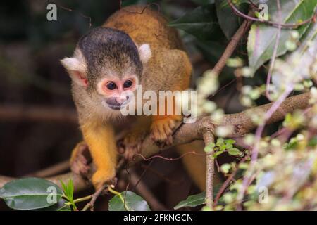 Singe écureuil bolivien à capuchon noir (Saimiri boliviensis, gros plan, extérieur, arbre d'exploration Banque D'Images