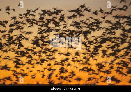 Oies des neiges quittant la roôte à l'aube Anser caerulescens Bosque del Apache NWR Nouveau-Mexique, États-Unis BI005392 Banque D'Images