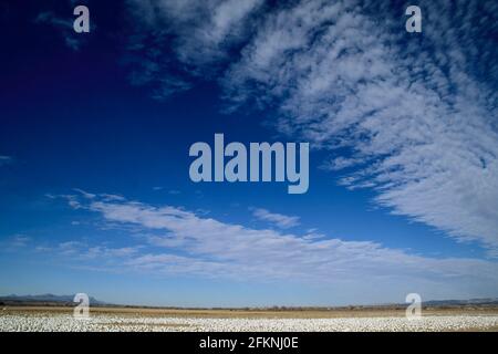 L'OIE des neiges se floque dans le champ de maïs Anser caerulescens Bosque del Apache NWR Nouveau-Mexique, États-Unis BI005457 Banque D'Images
