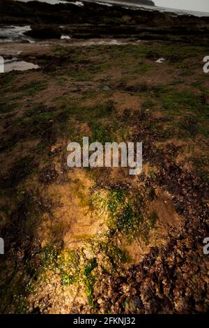 Compton,Bay,Iguanodon,empreinte,moulages,lits Wealden,géologie,paléontologie,sédimentaire,érosion,Ile de Wight,Angleterre,UK,125,million, Banque D'Images