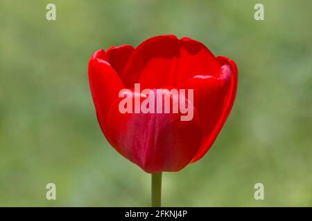 Close up of red tulip flower contre fond vert Banque D'Images