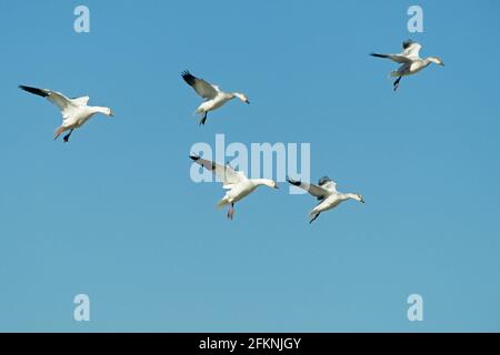 Oies des neiges entrant dans la terre Anser caerulescens Bosque del Apache NWR Nouveau-Mexique, États-Unis BI005480 Banque D'Images