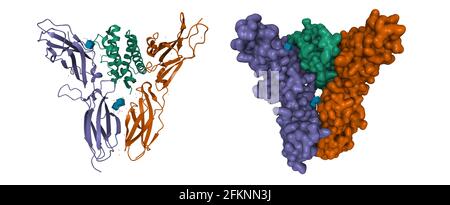 Structure ternaire de l'interleukine-20 humaine (vert) en complexe avec son récepteur (marron et violet), son dessin animé 3D et ses modèles de surface gaussienne Banque D'Images