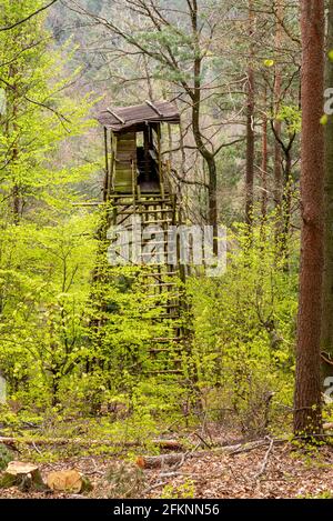 Siège haut de Hunter sur une pente de montagne au printemps avec pins et arbres à feuilles caduques Banque D'Images