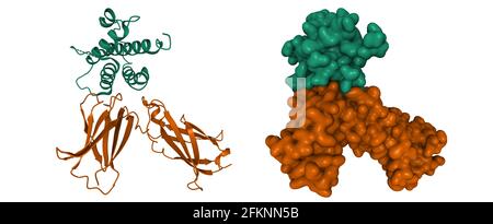 Structure de l'interleukine-7 humaine (vert) en complexe avec son récepteur alpha (marron), son dessin animé 3D et ses modèles de surface gaussienne, fond blanc Banque D'Images