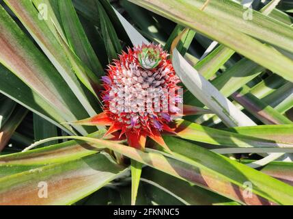 Fruit de la pousse d'ananas dans une plantation Banque D'Images