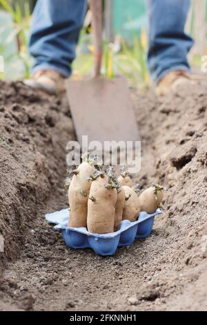 Plantation de pommes de terre dans un jardin. Pommes de terre de semence dénoyautées - Solanum tuberosum 'Ratte' second earlies - prêtes pour la plantation dans une tranchée Banque D'Images