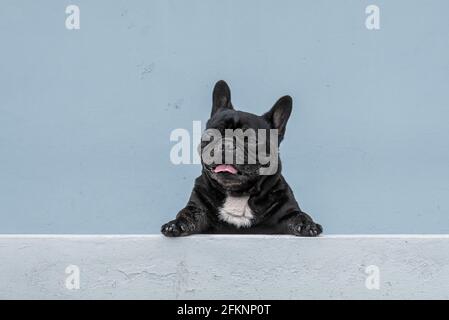 Beau et vieux chien de boundog français noir se reposant fatigué après lire sur fond gris clair Banque D'Images