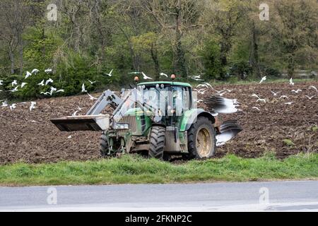 Un grand troupeau de goélands à tête noire Chericocephalus ridibundus suit un tracteur avec des charrues labourant un champ et les vers et les insectes sans terre. Banque D'Images