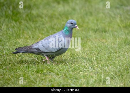 Gros plan d'un stock Dove Columba oenas sur une pelouse résidentielle dans le West Yorkshire, Angleterre Royaume-Uni Banque D'Images