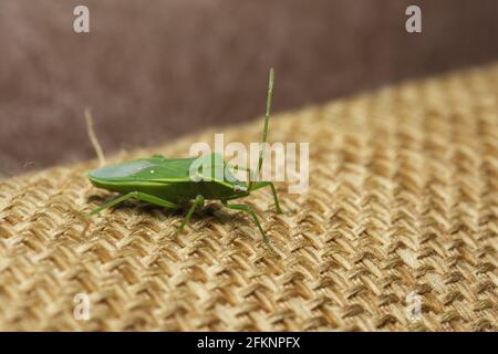 Cliché sélectif d'un insecte vert de la piqûre (chinavia halaris) Banque D'Images