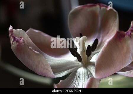 tulipe rose pâle sur fond sombre, gros plan Banque D'Images