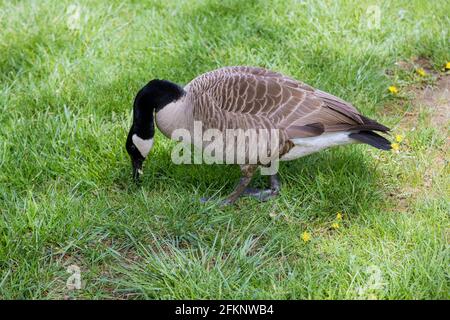 Une seule oie graylag comme ils examinent un printemps vert champ sur l'herbe Banque D'Images