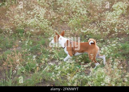 Jeune chien basenji courant dans l'herbe sauvage à la fin de l'été saison Banque D'Images