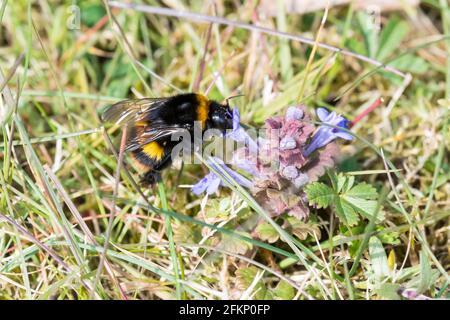 Bumblebee à queue de chamois, Bombus terrestris. Banque D'Images