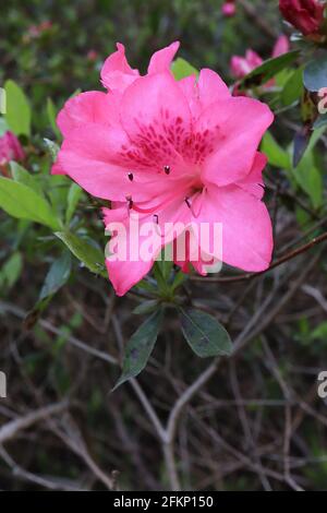 Azalea / Rhododendron «Blaauw’s Pink» (cultivar hollandais Kurume azalea) Petites fleurs en forme d’entonnoir rose profond, mai, Angleterre, Royaume-Uni Banque D'Images