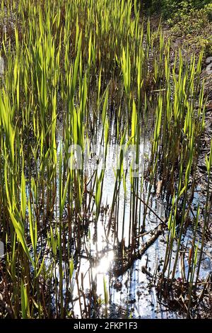 Iris pseudacorus laisse seulement le drapeau jaune iris – des feuilles fraîches de type épée verte dans l'eau, mai, Angleterre, Royaume-Uni Banque D'Images