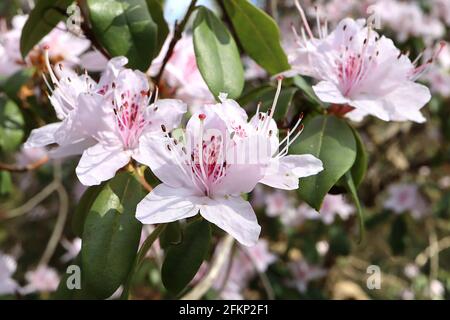 Rhododendron yunnanense ‘Openwood’ Petites fleurs en forme d’entonnoir rose blanc à lavande avec une tache rouge, mai, Angleterre, Royaume-Uni Banque D'Images