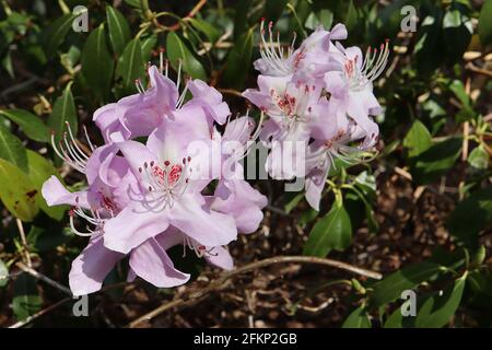 Rhododendron yunnanense ‘Openwood’ Petites fleurs en forme d’entonnoir rose blanc à lavande avec une tache rouge, mai, Angleterre, Royaume-Uni Banque D'Images