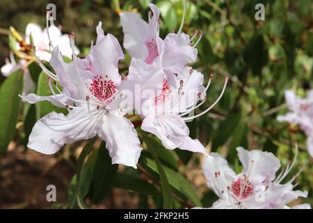 Rhododendron yunnanense ‘Openwood’ Petites fleurs en forme d’entonnoir rose blanc à lavande avec une tache rouge, mai, Angleterre, Royaume-Uni Banque D'Images