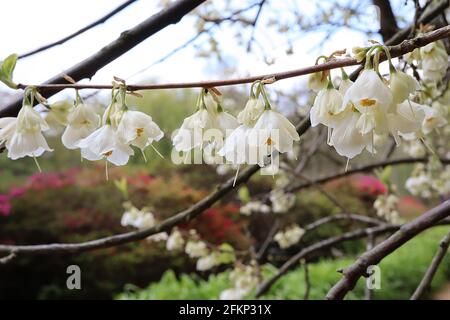 Styrax japonicus Snowbell – grappes à tiges fleurs en forme de cloche parfumées le long de branches sans feuilles, mai, Angleterre, Royaume-Uni Banque D'Images