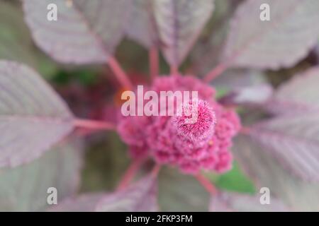 Inflorescence de la plante d'amaranth de crimson, gros plan. Amaranthus cruentus est une espèce de plantes à fleurs qui produit le grain d'amaranth de base nutritif. Banque D'Images