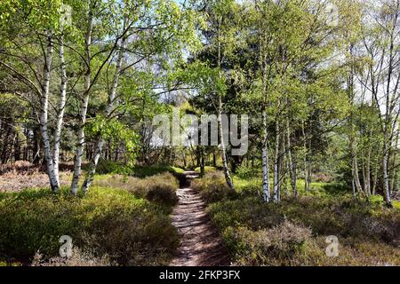 Hesworth Common, Fittleworth, West Sussex Banque D'Images