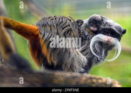 Magdebourg, Allemagne. 03ème mai 2021. Un cub de tamarin de Cesarean se trouve à l'arrière d'un animal plus âgé du groupe au zoo de Magdeburg. Les animaux appartenant aux marmosets ont un sentiment extraordinaire de famille. Non seulement les parents élèvent les jeunes, mais aussi les frères et sœurs plus âgés participent à l'élevage. Le jeune animal est né le 08 avril 2021. Credit: Klaus-Dietmar Gabbert/dpa-Zentralbild/ZB/dpa/Alay Live News Banque D'Images