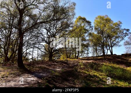 Hesworth Common, Fittleworth, West Sussex Banque D'Images