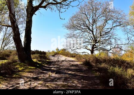 Hesworth Common, Fittleworth, West Sussex Banque D'Images