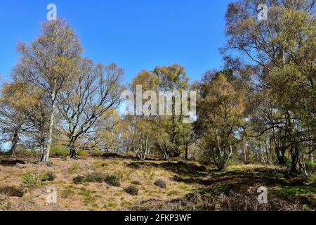 Hesworth Common, Fittleworth, West Sussex Banque D'Images