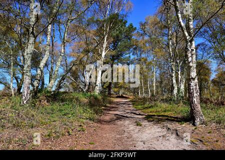 Hesworth Common, Fittleworth, West Sussex Banque D'Images