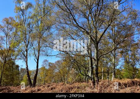 Hesworth Common, Fittleworth, West Sussex Banque D'Images