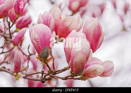 Canada, Ontario, Queenston, Magnolia en fleurs lors d'une journée ensoleillée de printemps. Gros plan des fleurs. Banque D'Images