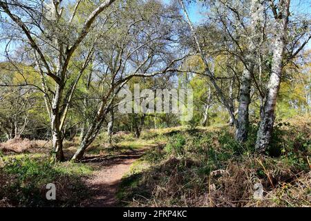 Hesworth Common, Fittleworth, West Sussex Banque D'Images