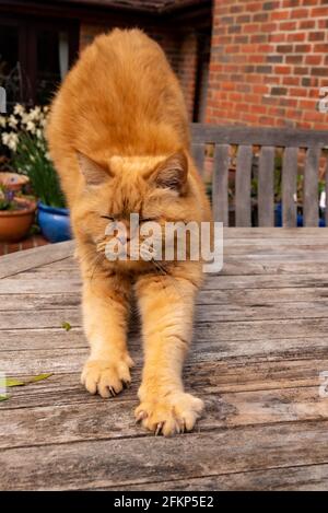 Chat au gingembre avec griffes en train de s'étirer, Upper wield, Alresford, Hampshire, Royaume-Uni Banque D'Images