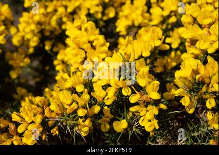 Gros plan des fleurs jaunes du Bush de gorge en Écosse. Gouttes de pluie sur les fleurs. Mise au point sélective. Bokeh. Banque D'Images