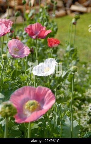 Fleurs de pavot dans le jardin au soleil de midi Banque D'Images