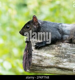 Portrait d'écureuil noir. Vue en gros plan d'un écureuil gris de l'est mélanistique reposant sur une bûche à fond vert. Banque D'Images