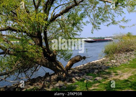 03.05.2021, Duisburg, Nordrhein-Westfalen, Deutschland - flussaufwaerts fahrendes Frachtschiff auf dem Rhein BEI Duisburg-Ruhrort Banque D'Images